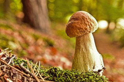 RaccoltaFunghi