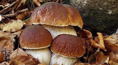 funghi