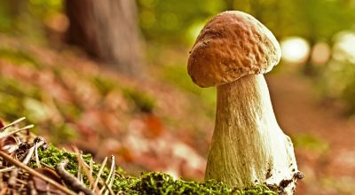 RaccoltaFunghi